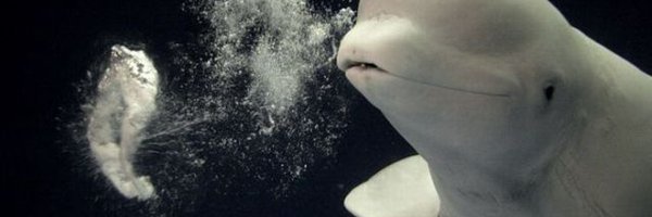 Circularsea's profile banner image