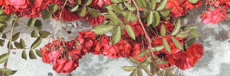 Madysmith19's profile banner image