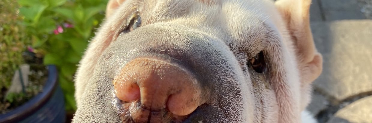 lucycsmith4's profile banner image