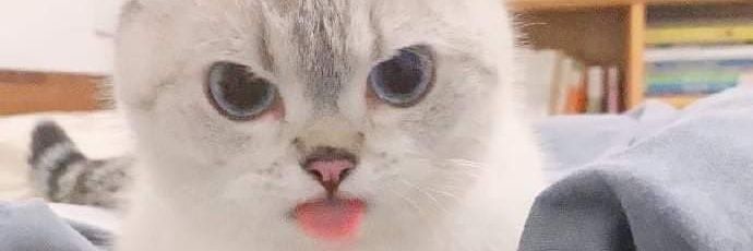 KipsNSips's profile banner image