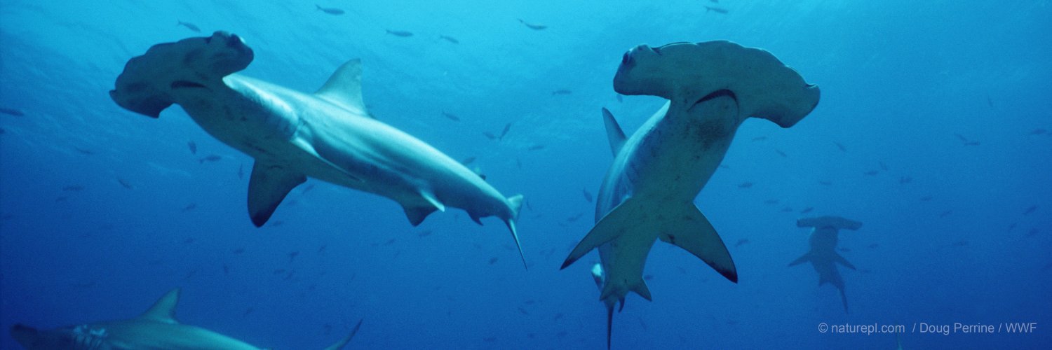 WWF Sharks 🦈 banner