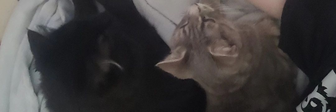 paigeclxff's profile banner image