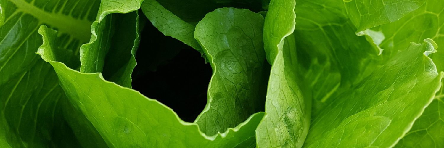 JimAdamsFarms's profile banner image