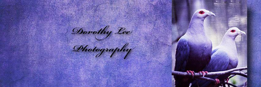 dorothylee007's profile banner image