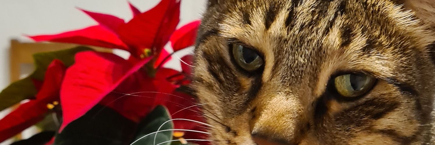 sandfluffymama's profile banner image