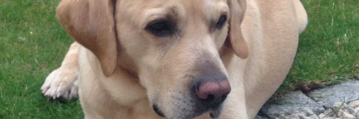 NordicLabrador banner