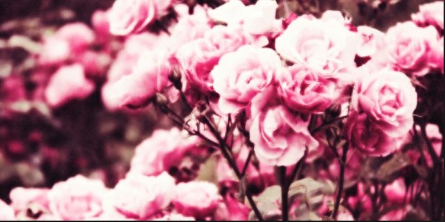 PrincessSxowMD's profile banner image
