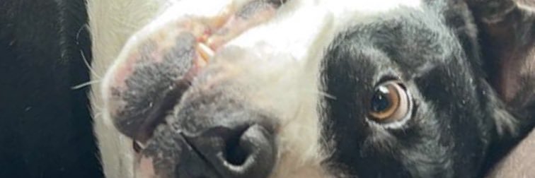 therealzcoup's profile banner image