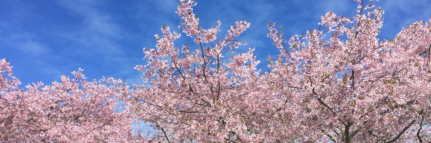 Emma Simpkins (Bodley) banner