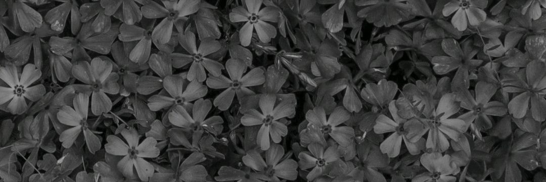 Danivveth's profile banner image