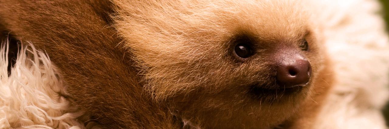 slothkun00's profile banner image