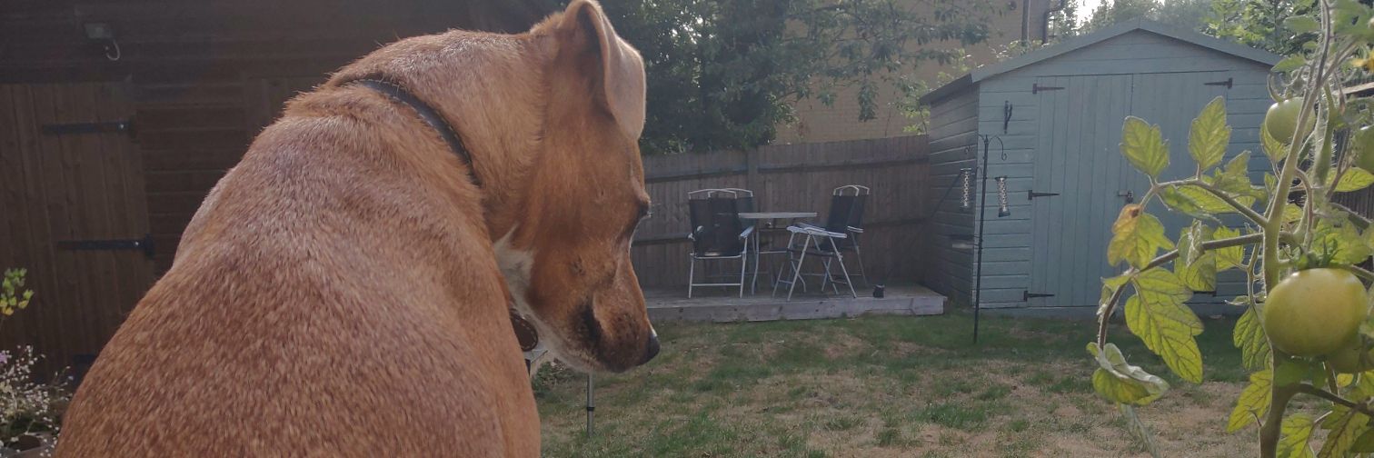 ⚙️ Baldy Matt ⚙️ banner