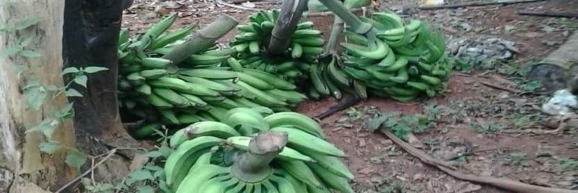 ASUS RELUC NGO banner