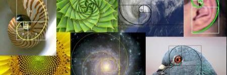 Fibonacci Maximo banner
