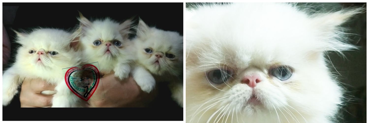 sehamomrcats's profile banner image