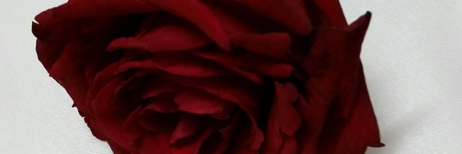 رسامة امل banner