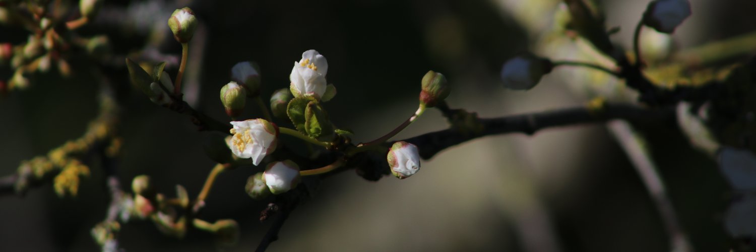 AssensNatur's profile banner image