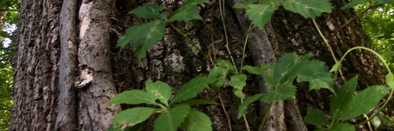 LauRUN01's profile banner image