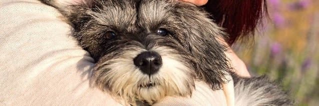 Arthur Schnauzer banner