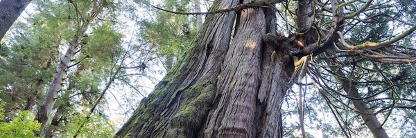 StoriedWines Profile Banner