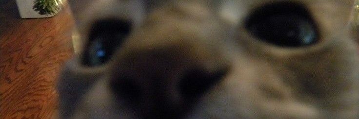 guicastrx's profile banner image