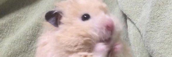 _mi_e_n_a's profile banner image