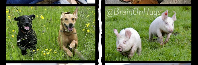 BrainOnHugs's profile banner image