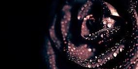 ayuunap's profile banner image