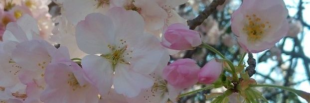 ひぃ banner
