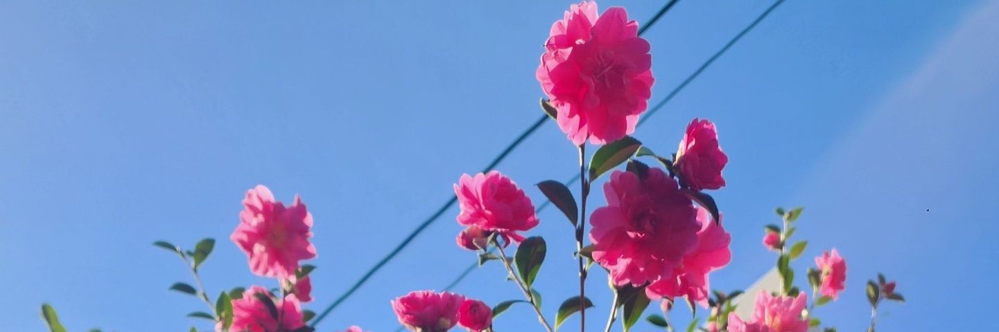 msdebbyes's profile banner image
