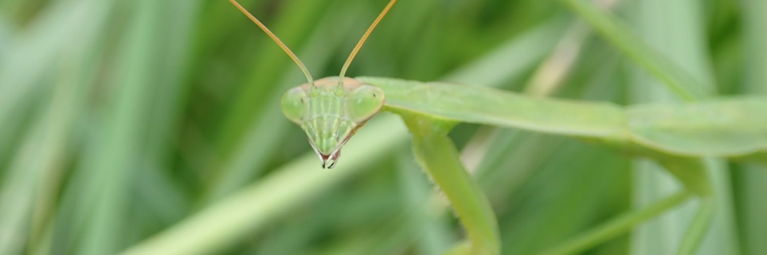 Orthopteroids's profile banner image
