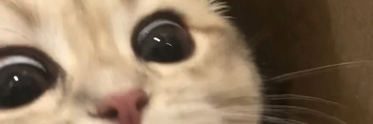 SelliRP's profile banner image
