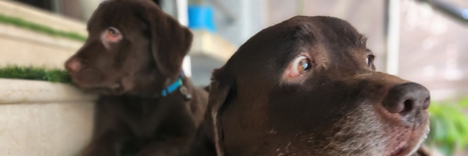 notyourpapa's profile banner image