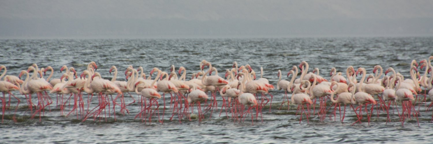 César Alonso Borrego banner