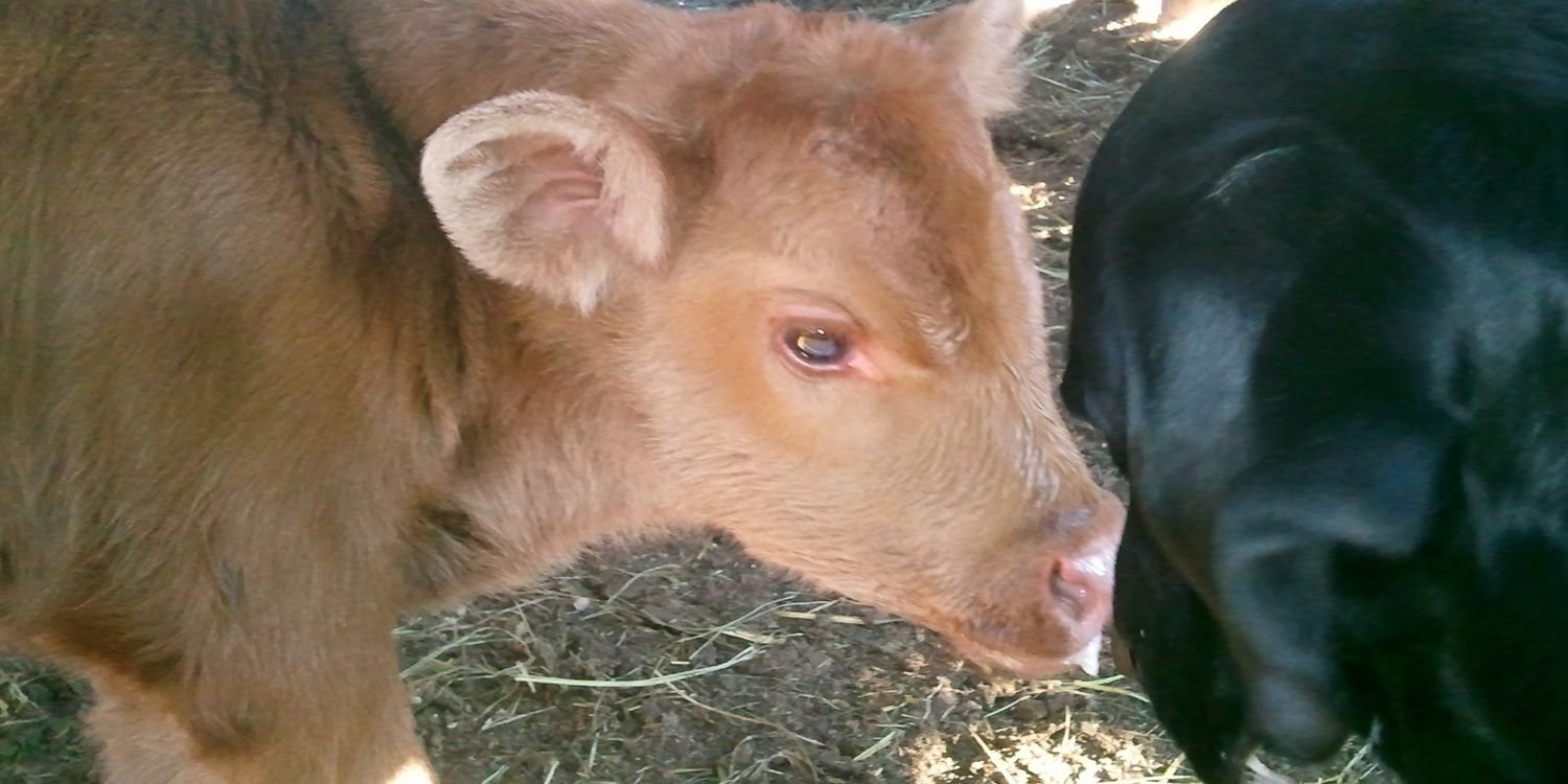 lewis_ranch's profile banner image