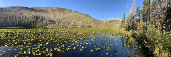 Lyutsya Profile Banner