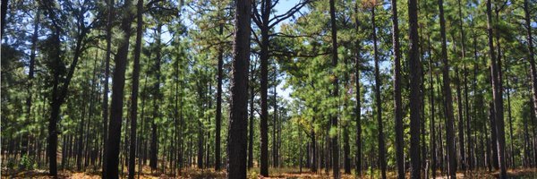Texas A&M Forest Service banner