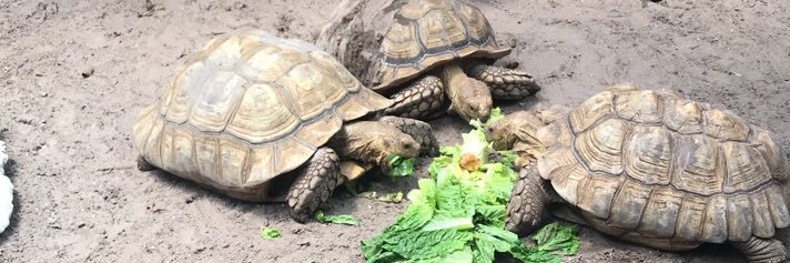 iliketurtles183's profile banner image