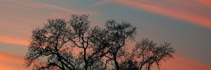 NadineOverdose's profile banner image