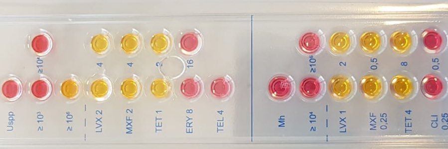 ureaplasma lab banner