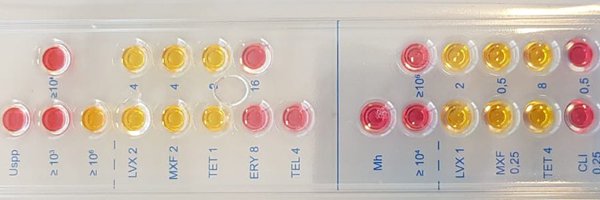 ureaplasmaLAB Profile Banner