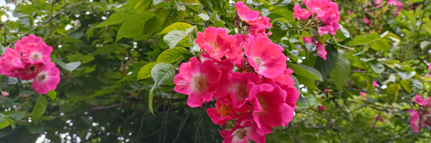 ShreeyaNanda's profile banner image
