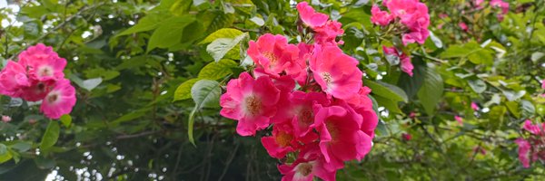 ShreeyaNanda Profile Banner