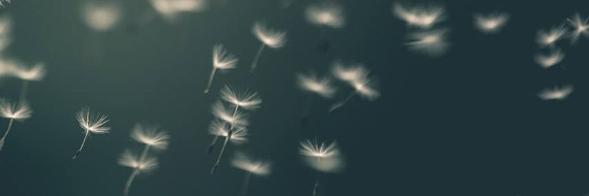 jennickarhea's profile banner image