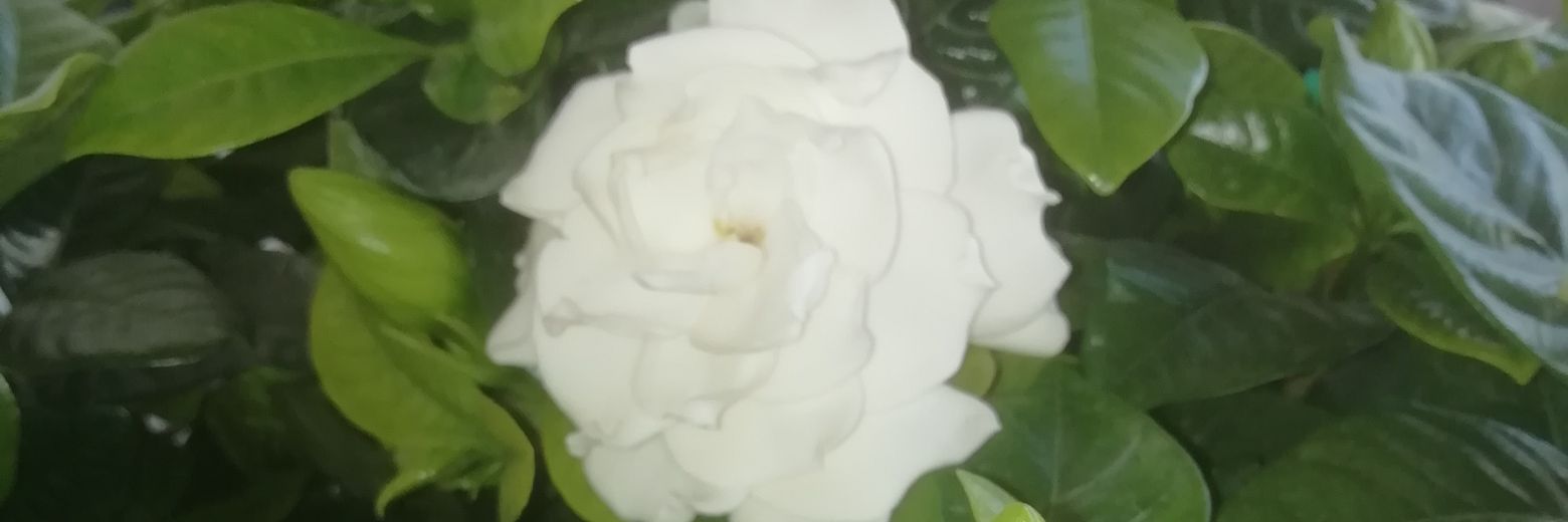 dimiananiad's profile banner image