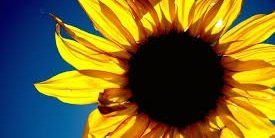 MS_Sweetheart95's profile banner image
