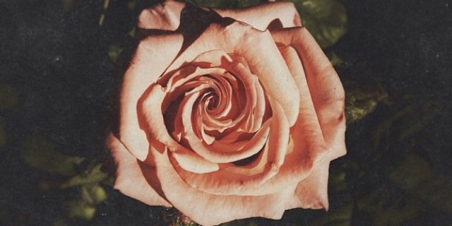 tcStephmau's profile banner image