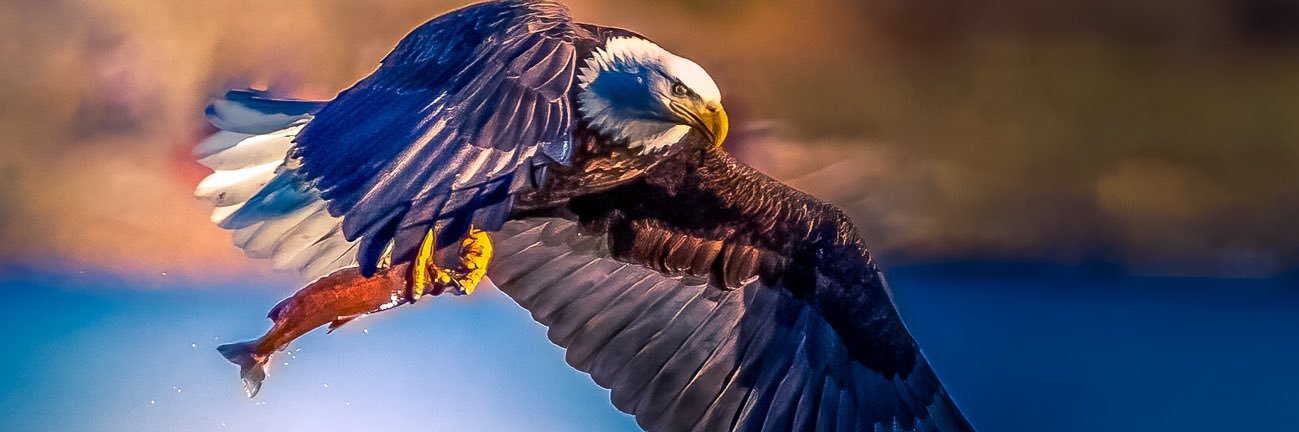 AllieRayeMedia's profile banner image