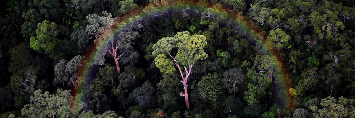 Mongabay's banner