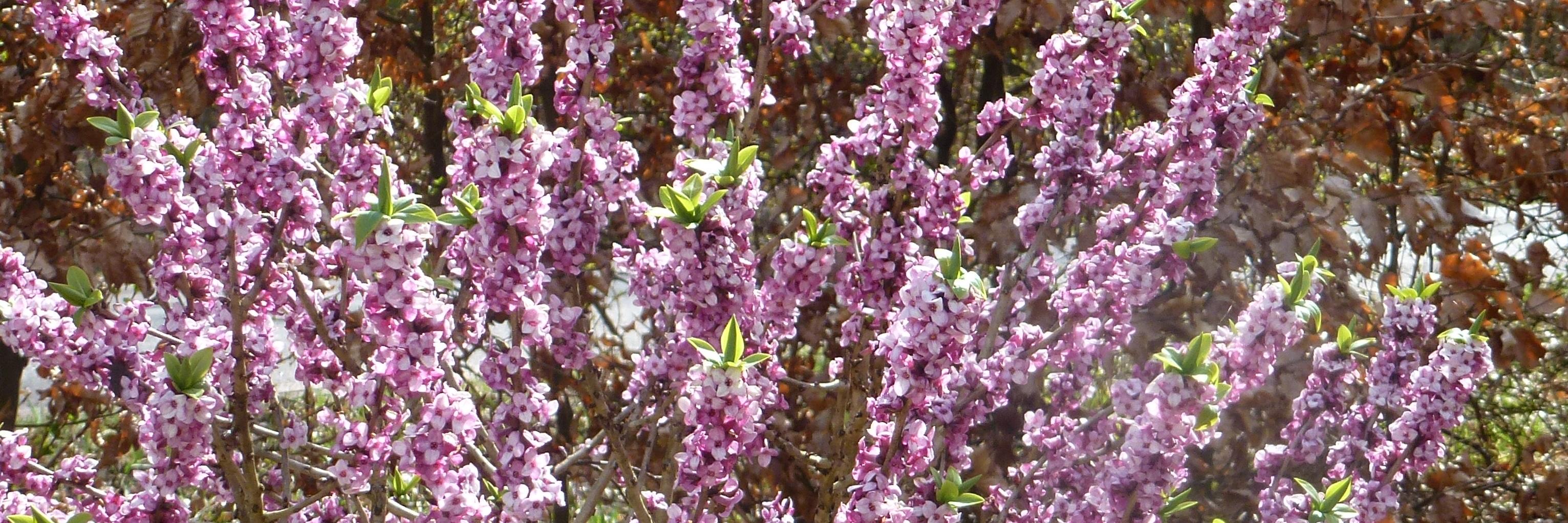 NybergBirgit's profile banner image